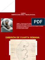 Embriologia de Cabeza y Cuello