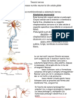 Neuronul Este Unitatea Morfofunctionala A Sistemului Nervos