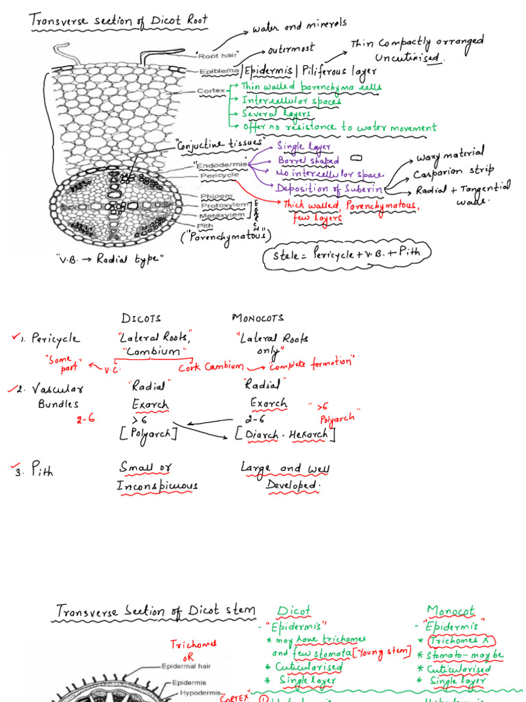 Plant Anatomy Pdf
