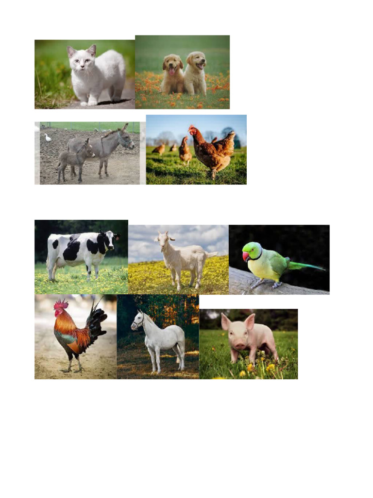 domestic animals | PDF
