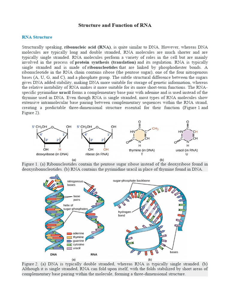 Structure and Function of RNA PDF