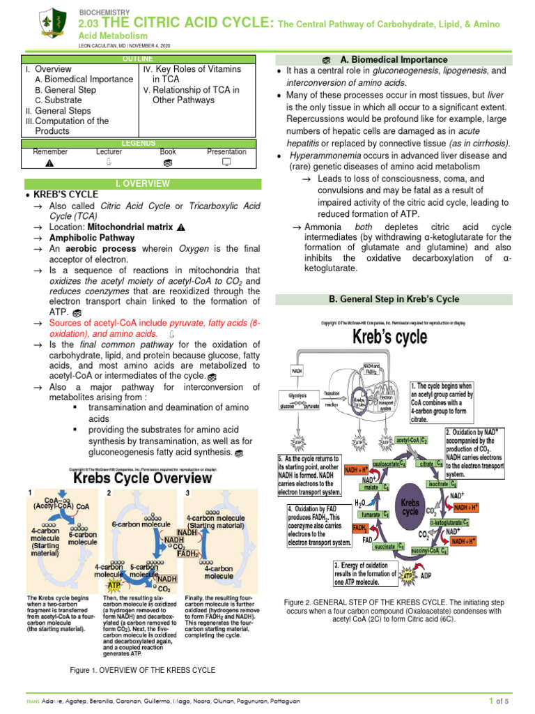 (BIO) 2.3 The Citric Acid Cycle | PDF
