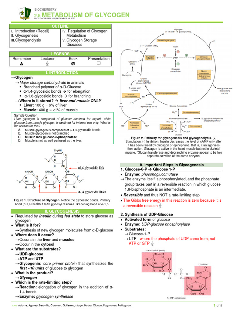 (BIO) 2.5 Glycogen Metabolism - DR Caculitan | PDF
