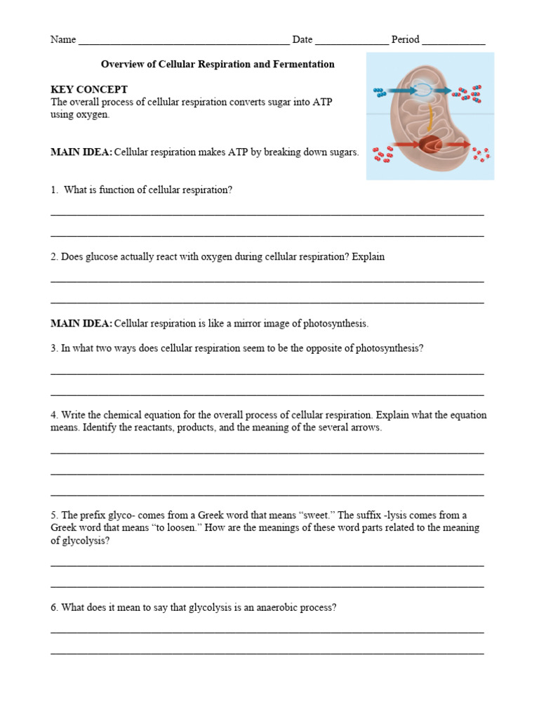 Cellular Respiration Fermentation Worksheet PDF