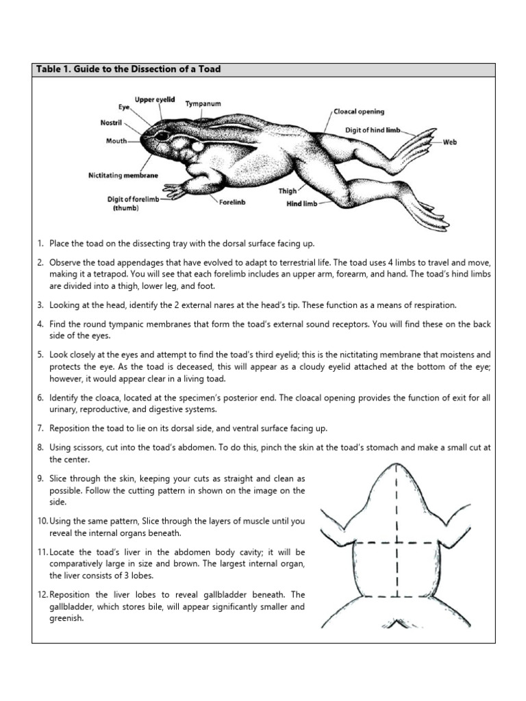 Toad Dissection Guide PDF