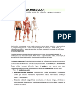 Sistema Muscular Atrofiando