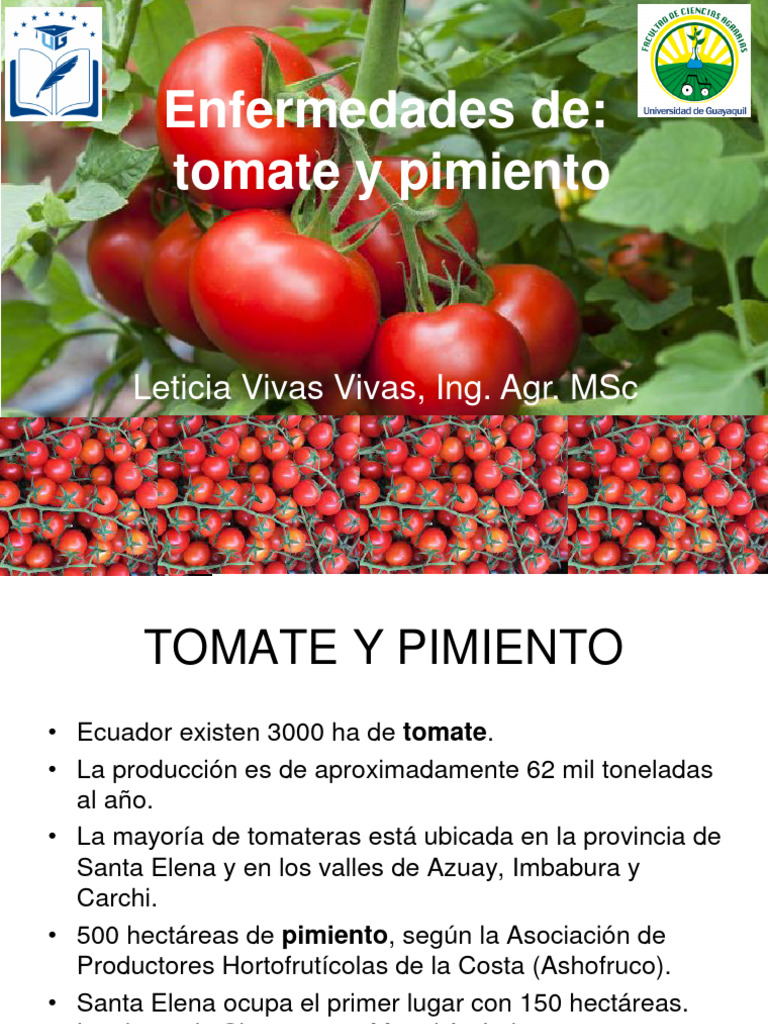 Enfermedades tomate y pimiento 12 mayo 2023 pdf patata virus