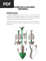Anatomía de la Espalda y Columna | PDF | Vértebra | Articulación