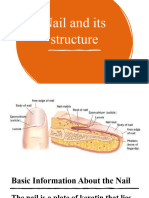 Nail and Its Structure