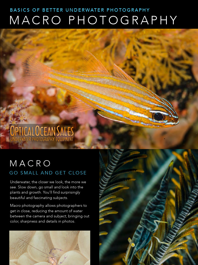 Underwater Macro Photography Basics | PDF | Macro Photography | Aperture