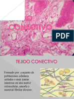 03-Tejido-Conectivo-Laxo (2021 - 08 - 28 20 - 53 - 21 UTC)
