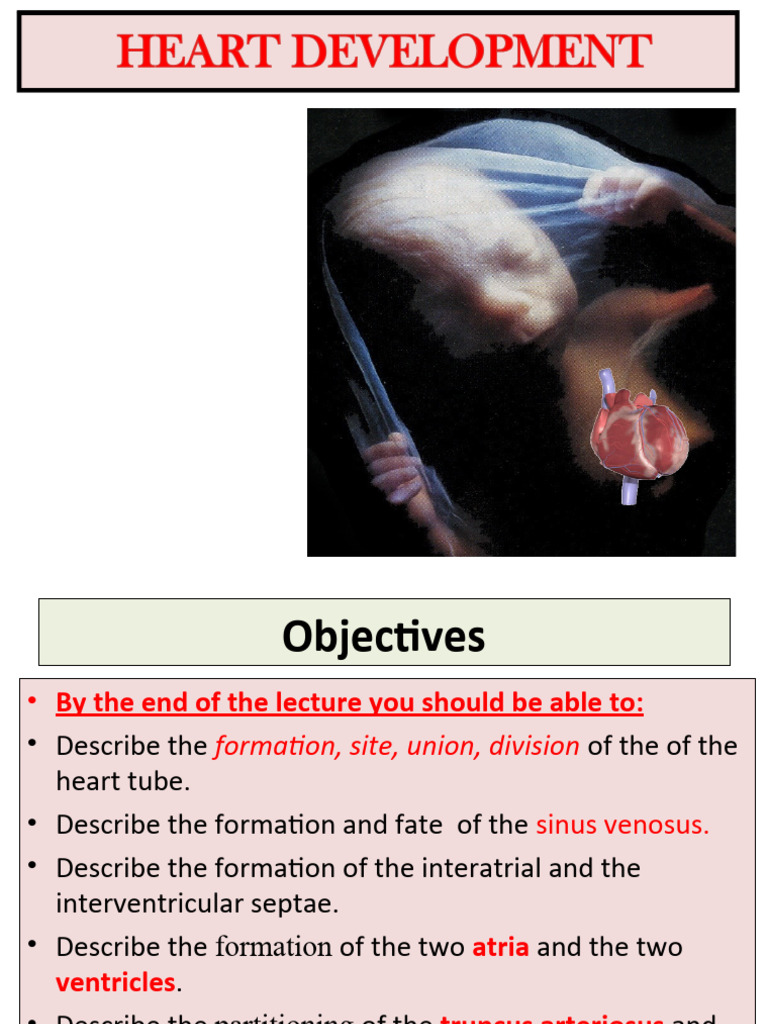 Heart Tube Development and Formation | PDF | Atrium (Heart) | Heart