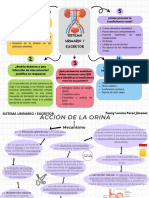 Sistema Urinario Excretor