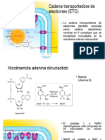 Mitocondria, Ciclo de Krebs y Cadena Transportador - 230925 - 083110