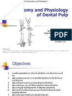 Anatomy and Physiology of Dental Pulp