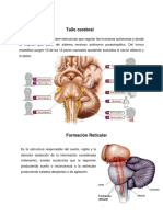 Grafica Tallo Cerebral, Cerebelo, Hipófisis, y Glandula Pineal