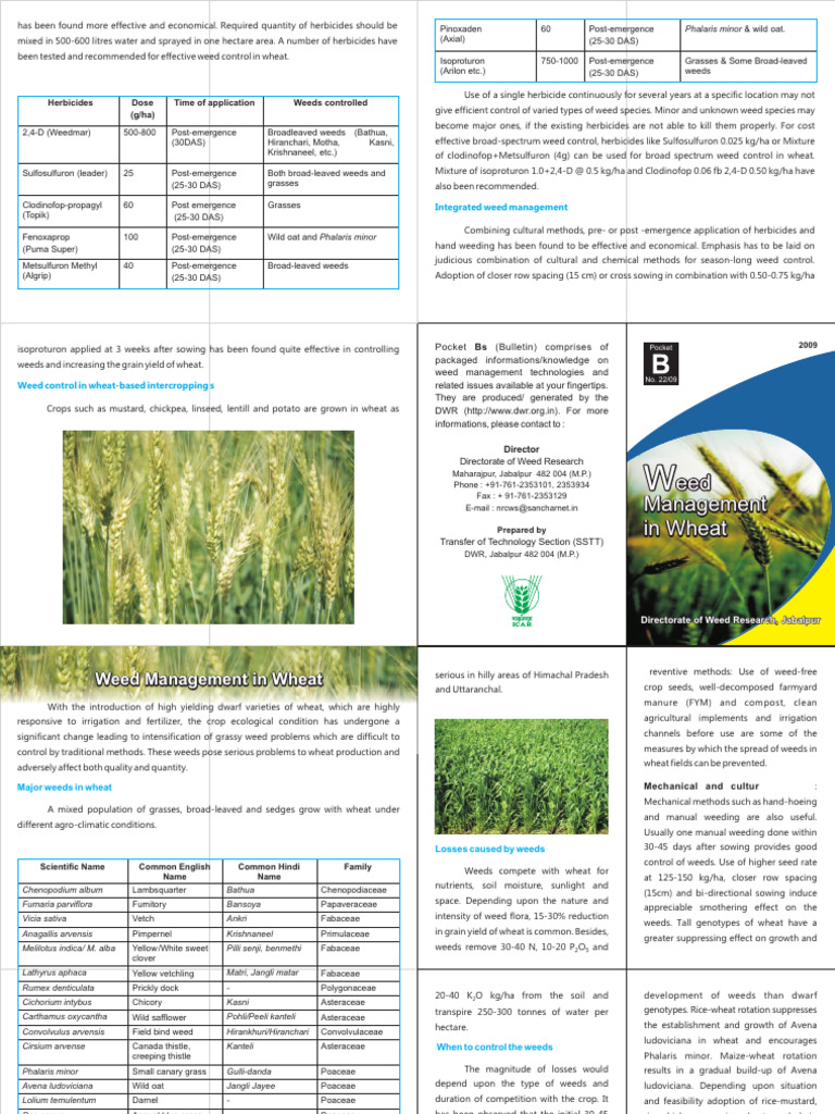 Weed Management Wheat English Folder Pdf Herbicide Wheat
