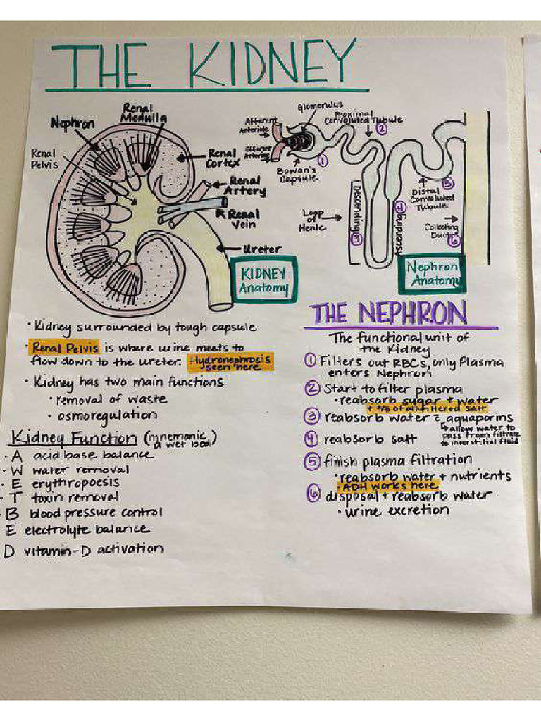 Kidney notes PDF