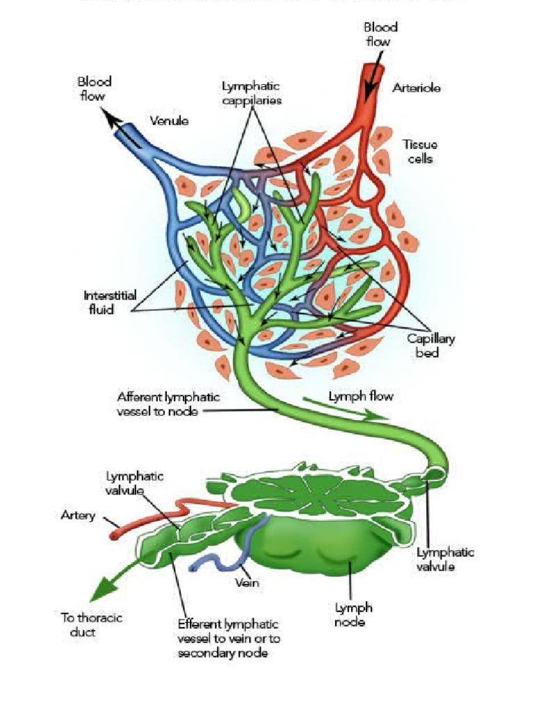 Lymph Flow PDF