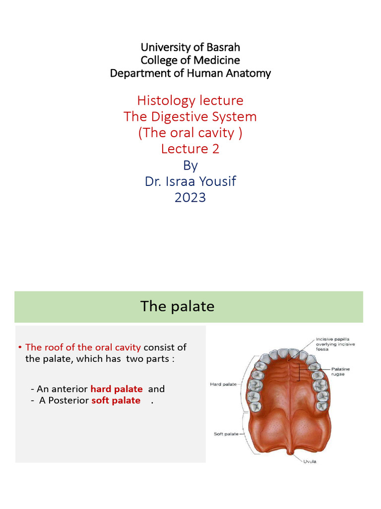 What Does Cavity Look Like On A Molar? Your Comprehensive Guide To Oral Health! - 252e3s6