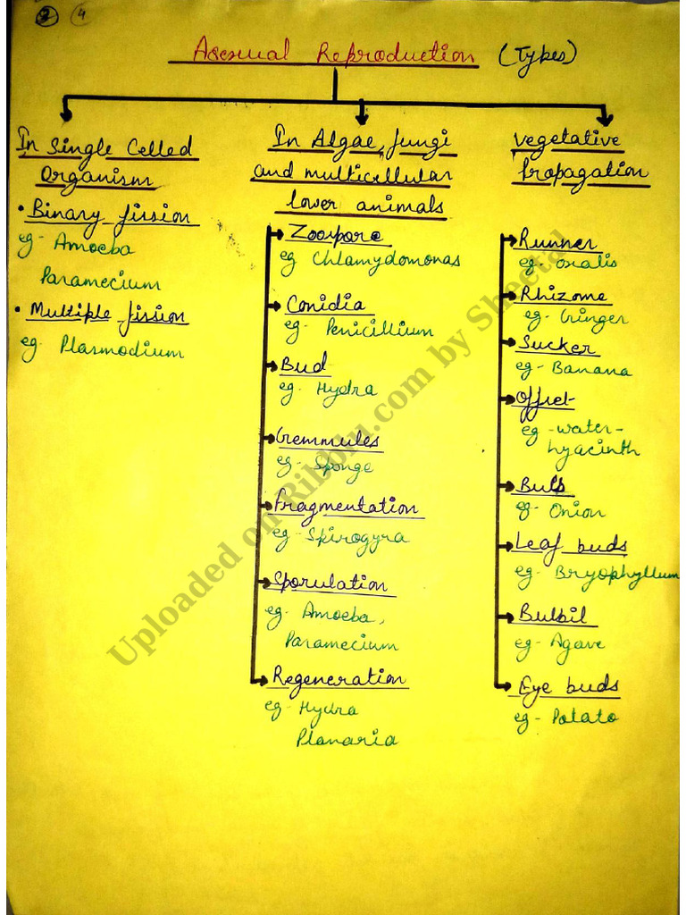 Class 12 Biology Handwritten Notes PDF 2022 Chapter 1 Reproduction in ...