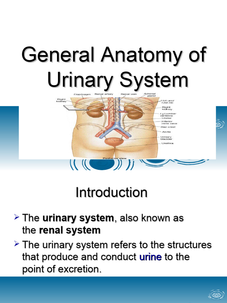 General Anatomy of Urinary System Biology Diagrams