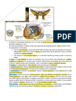 CLASE 1 - Anatomía Ocular