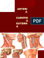 Carotida Externa