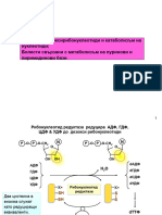 Биосинтез на нуклеотиди II