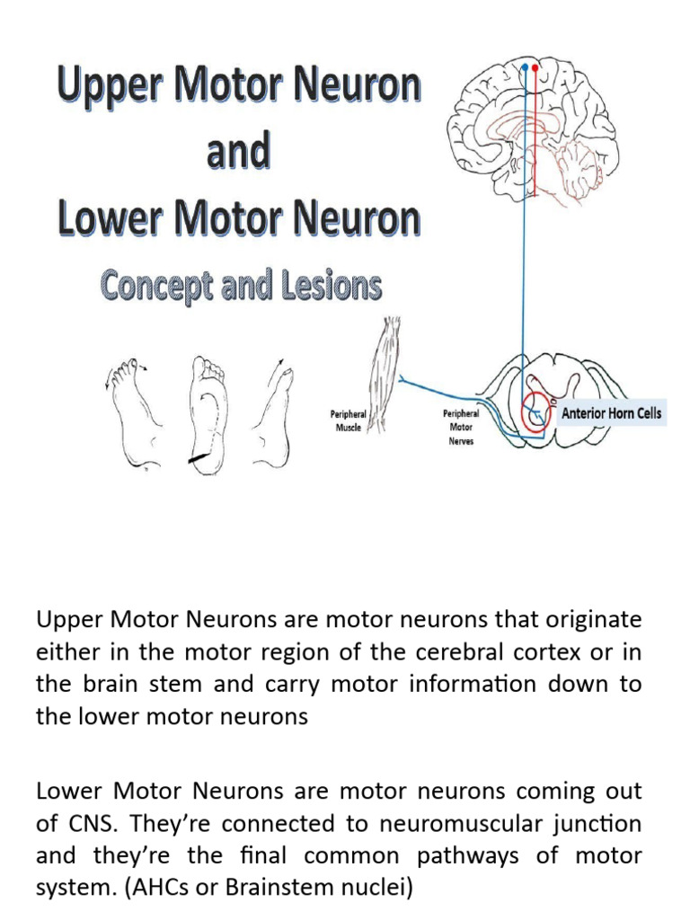 Upper & Lower Motor Neuron Lesions PDF