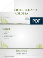 Larder Beetle and Aglossa