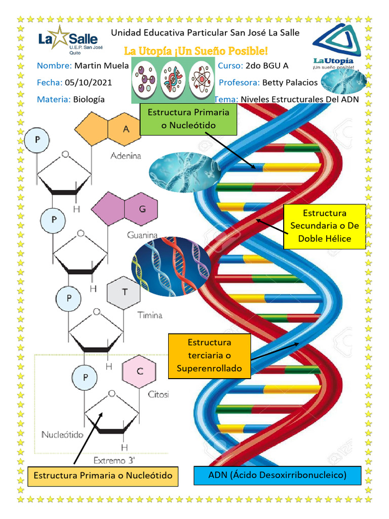 Niveles Estructurales Del ADN | PDF