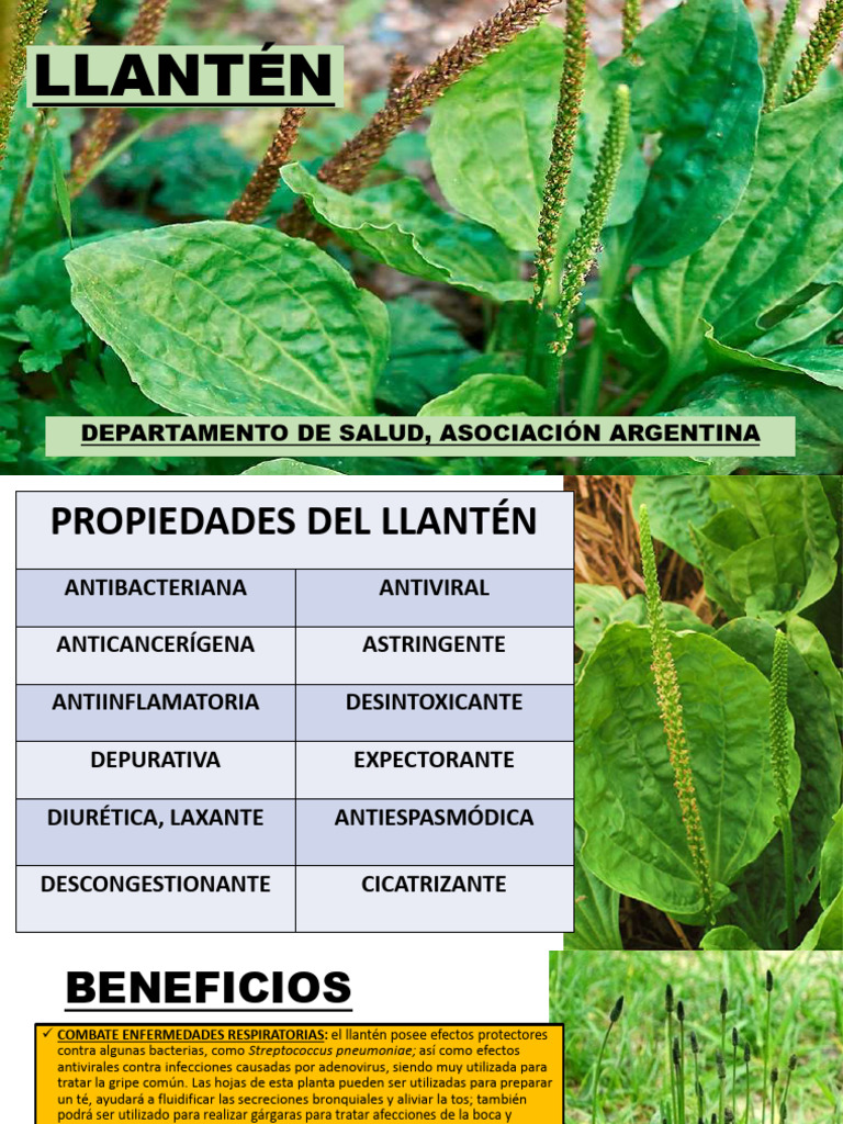 Beneficios y Usos del Llantén | PDF | Diarrea | Té