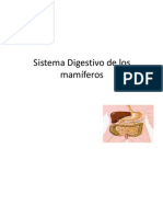 Sistema Digestivo de Los Mamíferos