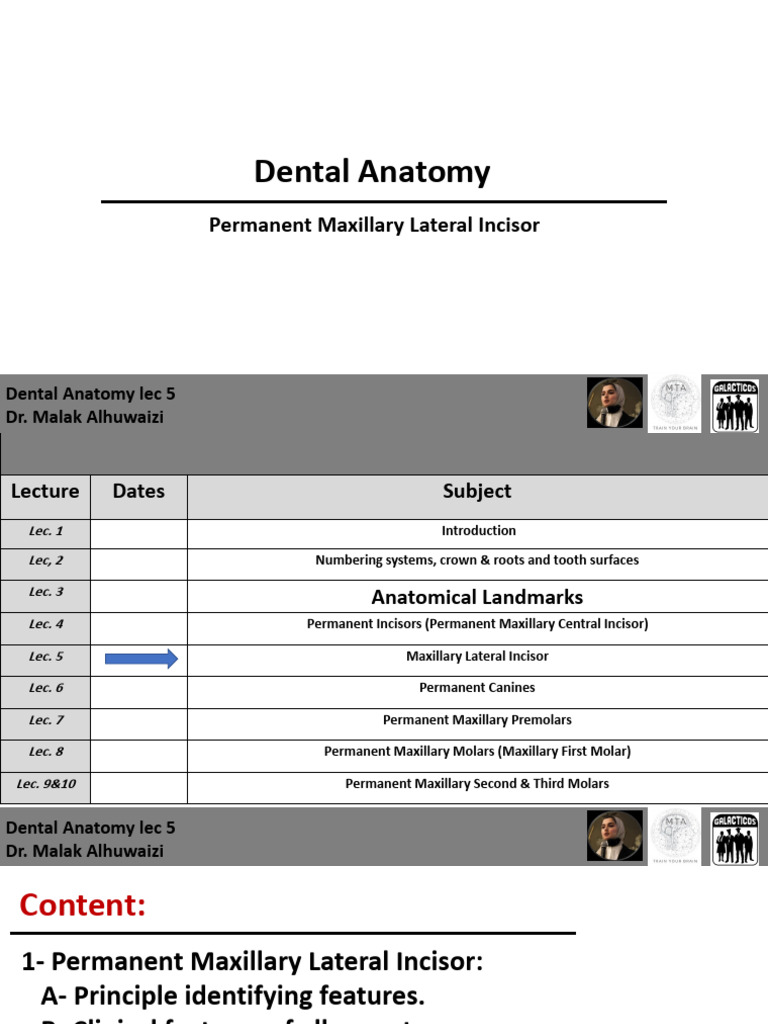 DA Lec.5 Permanent Maxillary Lateral Incisor | PDF | Dental Anatomy ...