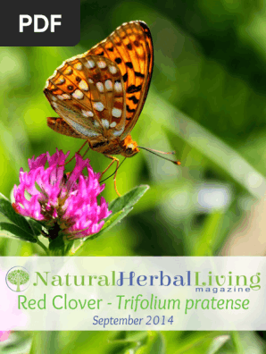 Red Clover Natural Herbal Living Magazine September 2014