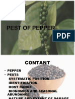 Pest of Pepper Final1