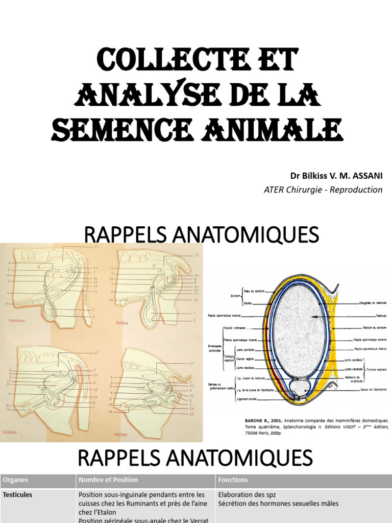 Analyse de la semence animale | PDF | Pénis | Sperme