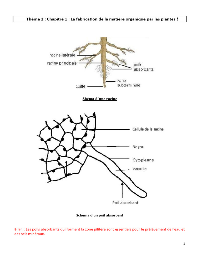 Schéma des poils absorbants des racines | PDF | Feuille | Plantes
