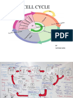 Cell Cycle