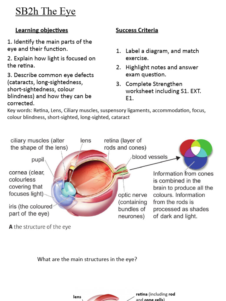 SB2h The Eye Updated | PDF | Eye | Cornea