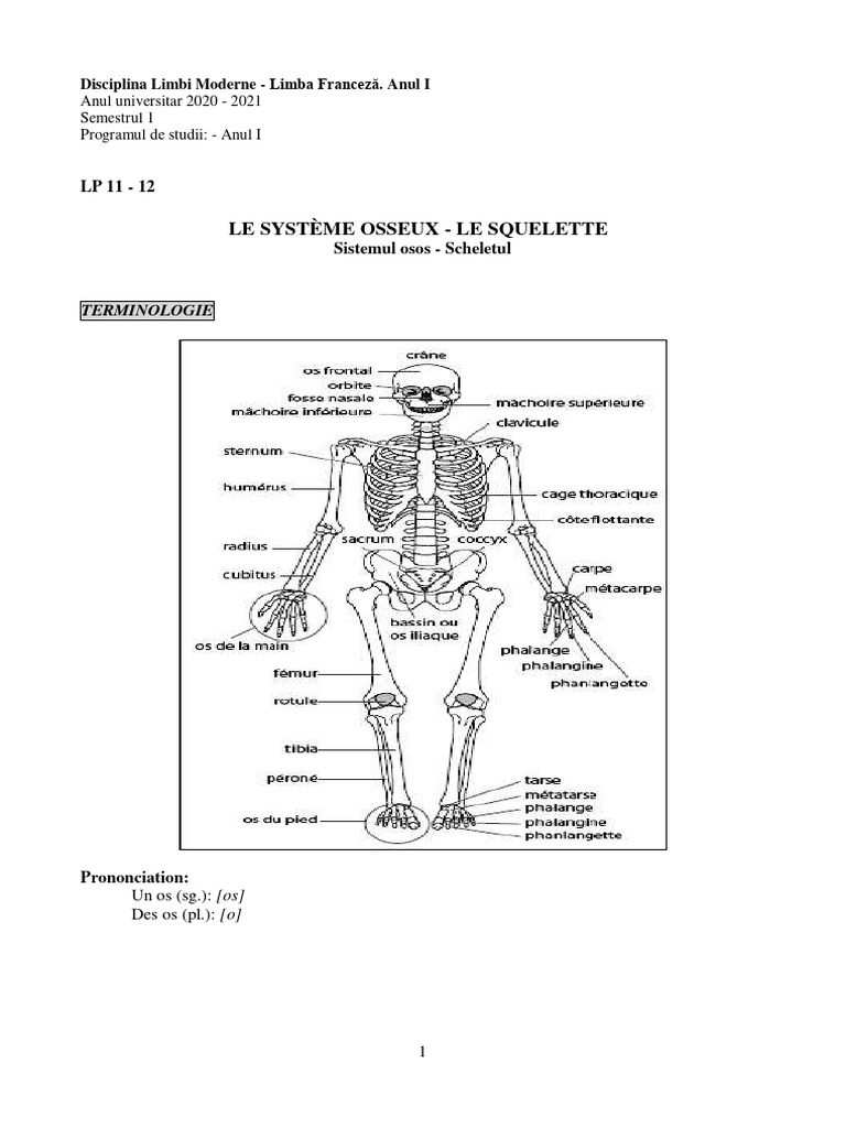 Anatomie du squelette humain | PDF | Moelle osseuse | Appareil locomoteur