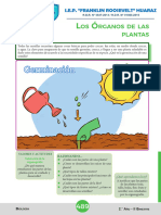 Los Órganos de Las Plantas Biologia 1º Secundaria