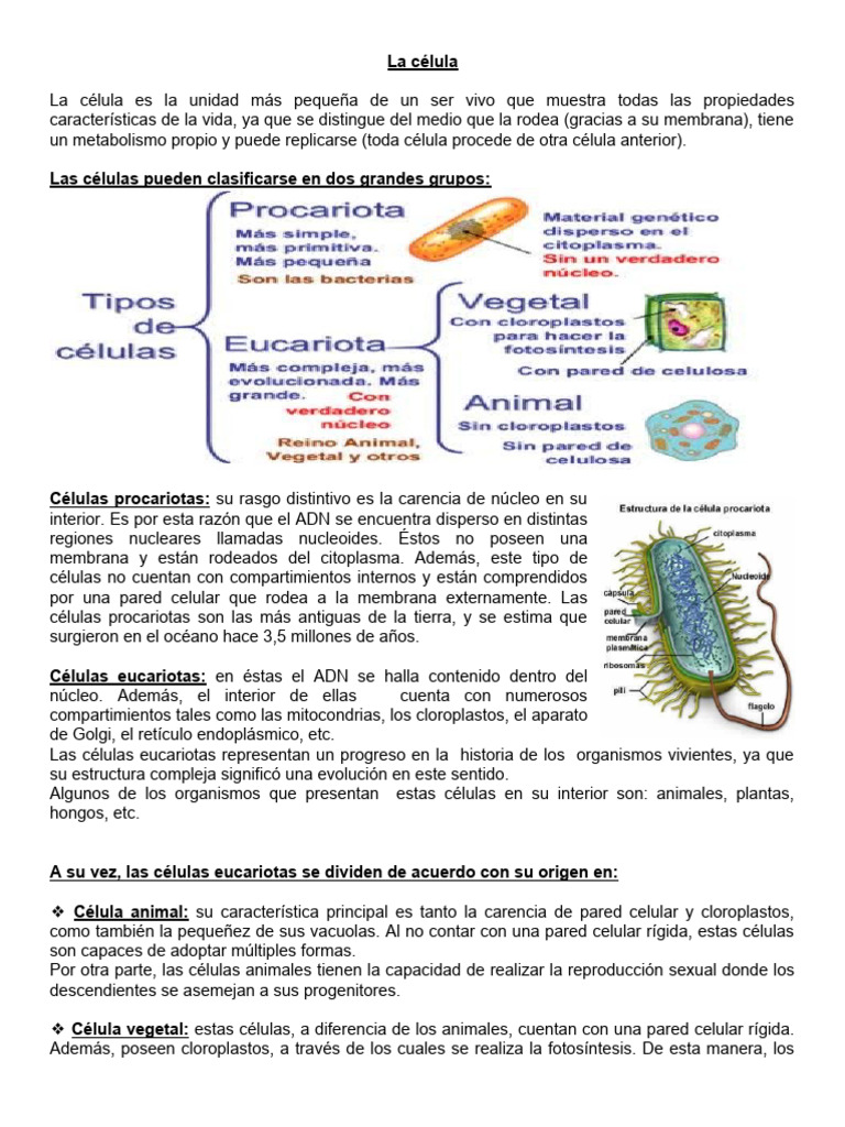 Estructura y tipos de células | PDF | Citoplasma | Biología Celular)