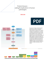 7 1ProteinKinase Structure02023