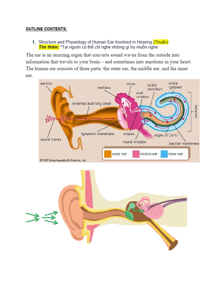 Draft Nhóm 6 Psychology Listening Pdf Hearing Ear