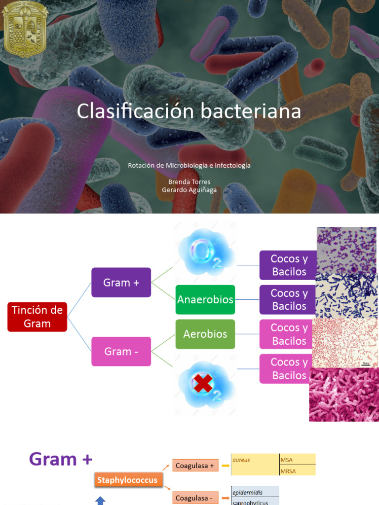 Clasificacion bacteriana | PDF