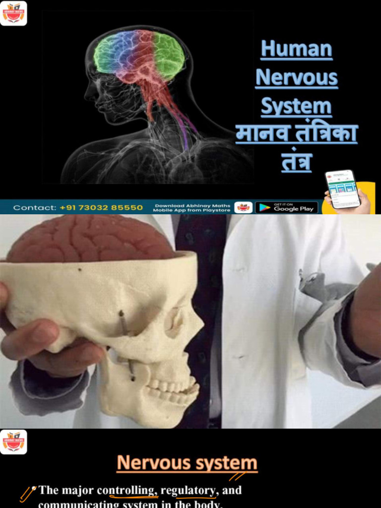 BIOLOGY - Nervous Sytem 1 20230624042754 | PDF