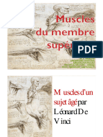 Myologie Du Membre Supérieur