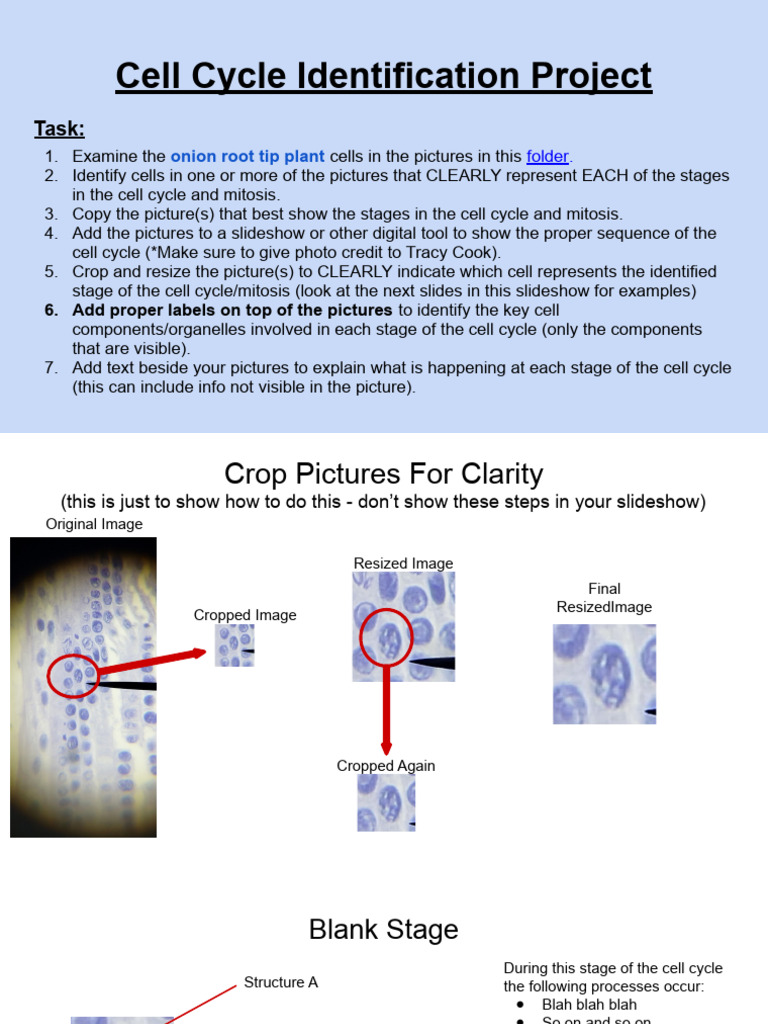 4.1 Cell Cycle Identification Project Biology Diagrams
